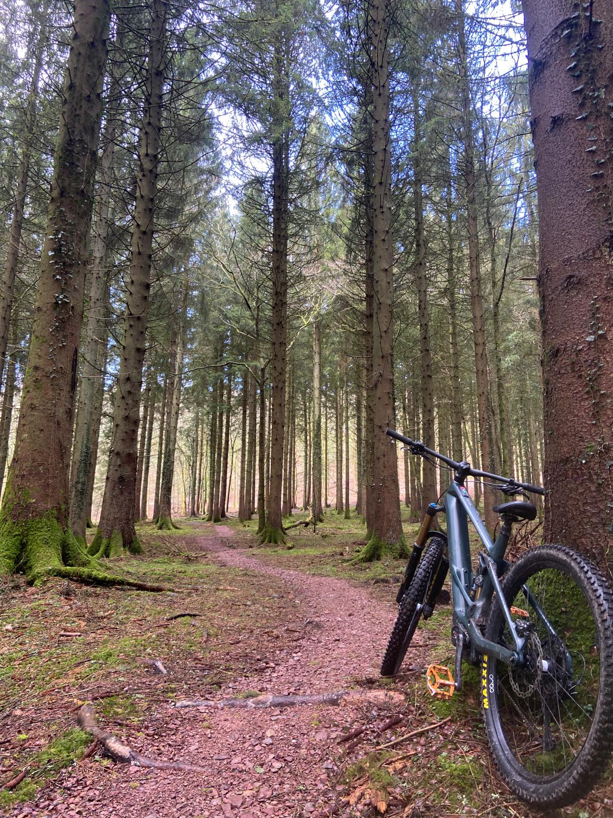 Forest of Dean trails
